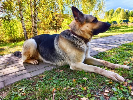 A German Shepherd lies comfortably on a paved path amidst green grass and vibrant trees on a warm afternoon, enjoying nature\'s peace.
