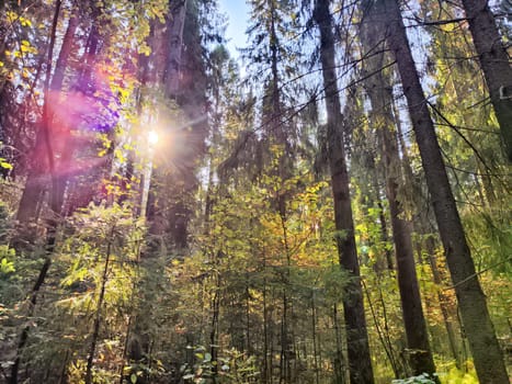 Bright sunlight shines through tall trees, illuminating the colorful autumn leaves in a tranquil forest.