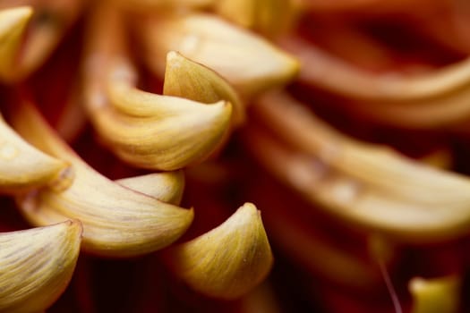 A detailed macro shot capturing the elegant spiral pattern of vibrant yellow flower petals, highlighting the intricate textures and natural beauty of the bloom
