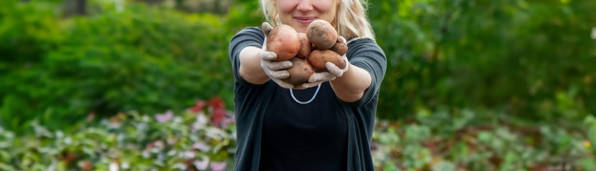 a female farmer holds harvested potatoes. Harvesting organic potatoes. Agriculture and farming