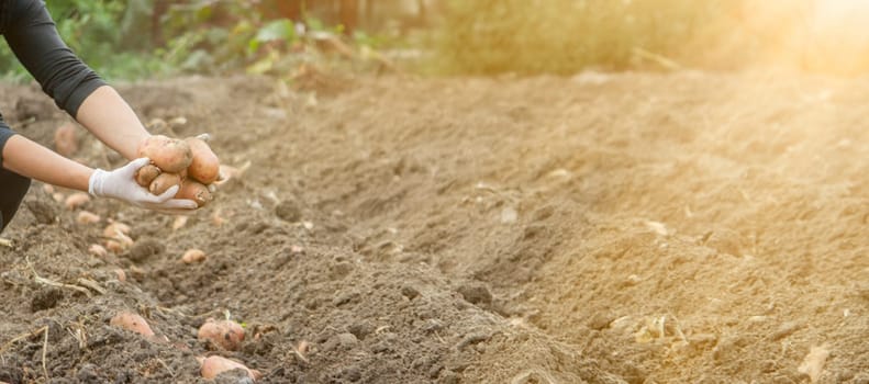 a female farmer holds harvested potatoes. Harvesting organic potatoes. Agriculture and farming
