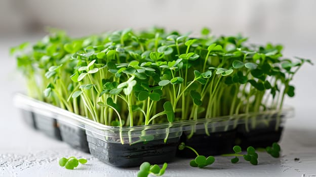 A plastic tray filled with garden cress, a leaf vegetable, sits on a table. The vibrant green sprouts make a perfect ingredient for cuisine and add freshness to any dish