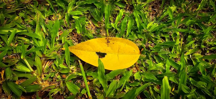 bright dried orange to light brown leaf resting on a background, showcasing intricate veining and textures, symbolizing autumn's beauty and change, good for your multimedia content creation background