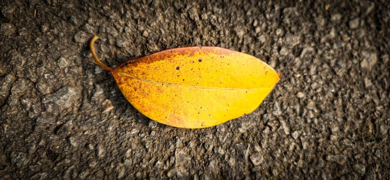 bright dried orange to light brown leaf resting on a background, showcasing intricate veining and textures, symbolizing autumn's beauty and change, good for your multimedia content creation background