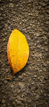 bright dried orange to light brown leaf resting on a background, showcasing intricate veining and textures, symbolizing autumn's beauty and change, good for your multimedia content creation background