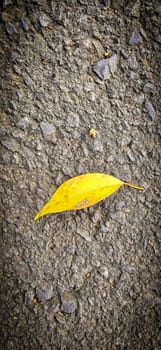 bright dried orange to light brown leaf resting on a background, showcasing intricate veining and textures, symbolizing autumn's beauty and change, good for your multimedia content creation background