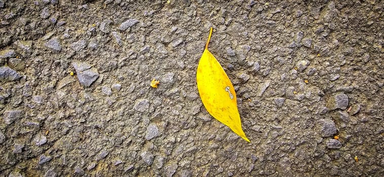 bright dried orange to light brown leaf resting on a background, showcasing intricate veining and textures, symbolizing autumn's beauty and change, good for your multimedia content creation background