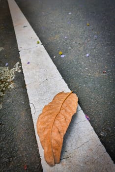 bright dried orange to light brown leaf resting on a background, showcasing intricate veining and textures, symbolizing autumn's beauty and change, good for your multimedia content creation background