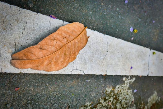 bright dried orange to light brown leaf resting on a background, showcasing intricate veining and textures, symbolizing autumn's beauty and change, good for your multimedia content creation background