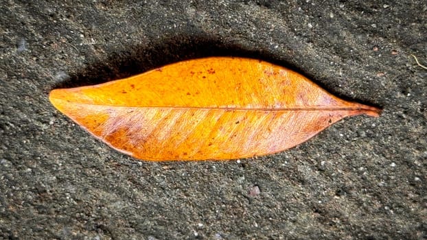 bright dried orange to light brown leaf resting on a background, showcasing intricate veining and textures, symbolizing autumn's beauty and change, good for your multimedia content creation background