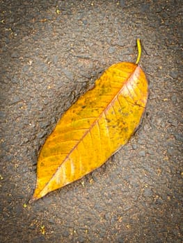 bright dried orange to light brown leaf resting on a background, showcasing intricate veining and textures, symbolizing autumn's beauty and change, good for your multimedia content creation background