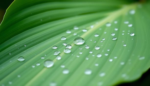 A close-up photo of water droplets on a green leaf. The leaf is textured with parallel veins, creating a beautiful and abstract background. The water drops reflect the light, adding a touch of sparkle and vibrancy to the image. This photo is ideal for websites, social media, or print media that require a refreshing and natural theme. It can also be used for design elements, textures, or patterns.,