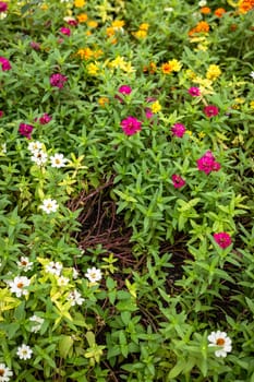 Blooming multicolored flowers in the garden.