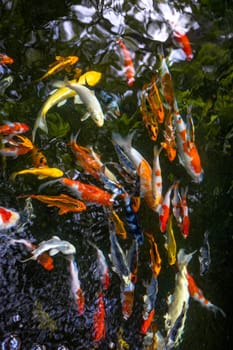 Colorful fancy carp fish in pond. Overhead view of koi carps swimming in pond.
