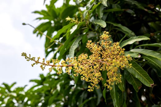 Blooming of mango flowers plant.