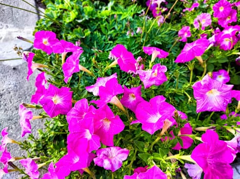 A garden bursts with vibrant pink flowers under clear skies, highlighting the beauty of nature in full bloom during late spring.