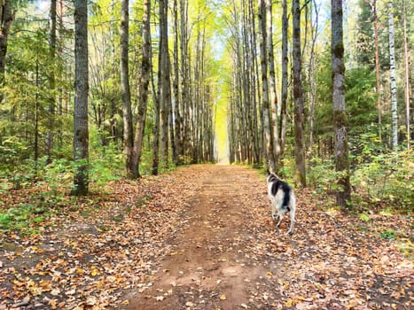 A dog strolls down a serene dirt path surrounded by tall trees, with colorful autumn leaves covering the ground.