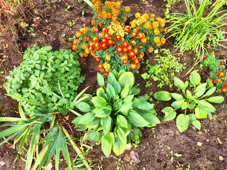 A lush garden showcases rows of marigolds and diverse greenery under clear skies, creating a lively and colorful atmosphere.