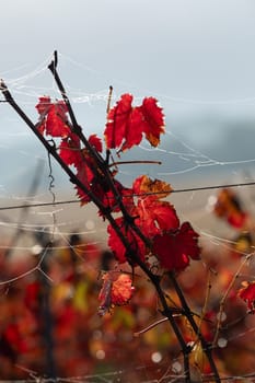 Autumn landscape around Bordeaux vineyards, Bordeaux Vineyard at sunrise in autumn, Entre deux mers, Langoiran, Gironde. High quality photo