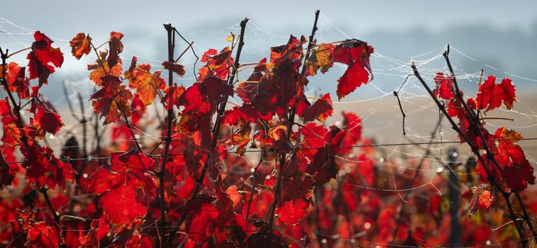 Autumn landscape around Bordeaux vineyards, Bordeaux Vineyard at sunrise in autumn, Entre deux mers, Langoiran, Gironde. High quality photo