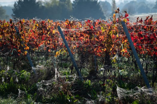 Autumn landscape around Bordeaux vineyards, Bordeaux Vineyard at sunrise in autumn, Entre deux mers, Langoiran, Gironde. High quality photo