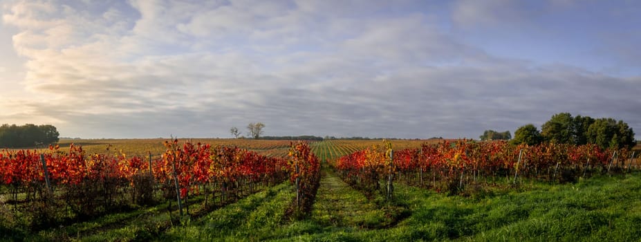 Autumn landscape around Bordeaux vineyards, Bordeaux Vineyard at sunrise in autumn, Entre deux mers, Langoiran, Gironde. High quality photo