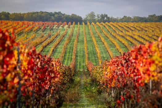 Autumn landscape around Bordeaux vineyards, Bordeaux Vineyard at sunrise in autumn, Entre deux mers, Langoiran, Gironde. High quality photo