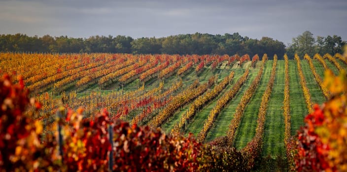 Autumn landscape around Bordeaux vineyards, Bordeaux Vineyard at sunrise in autumn, Entre deux mers, Langoiran, Gironde. High quality photo