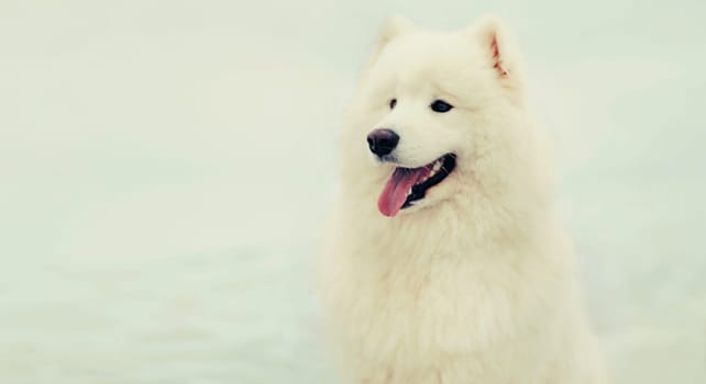 Cute happy winter white Samoyed dog sitting on snow