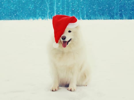 Christmas happy white Samoyed dog in red santa hat on snow in winter day