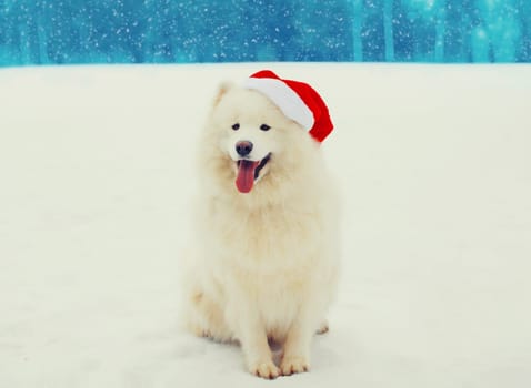 Christmas happy white Samoyed dog in red santa hat sitting on snow in winter day