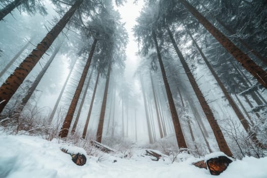 Bottom up view of tree tops in winter forest. High quality photo