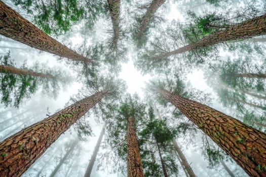 Bottom up view of tree tops in winter forest. High quality photo