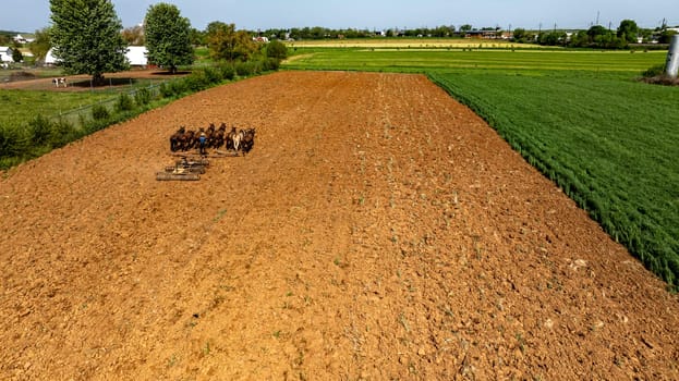 An Aerial view of an Amish farmer guides a team of horses as they plow freshly tilled farmland, preparing the soil for planting. The landscape features distinct rows and freshly turned earth.