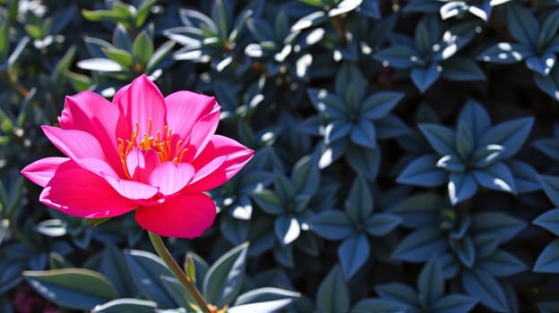 A vibrant pink flower stands out against a backdrop of dark green leaves in a garden. The sun shines, highlighting the flower's petals and the surrounding lush greenery.