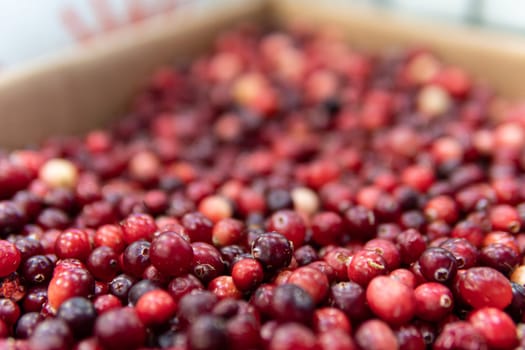 lingonberry fresh market healthy ripe background red cranberry organic fruit harvest food