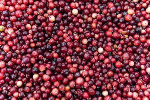fruit organic lingonberry market harvest cranberry healthy fresh red food background ripe