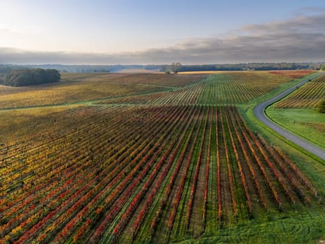 Autumn landscape around Bordeaux vineyards, Bordeaux Vineyard at sunrise in autumn, Entre deux mers, Langoiran, Gironde. High quality photo