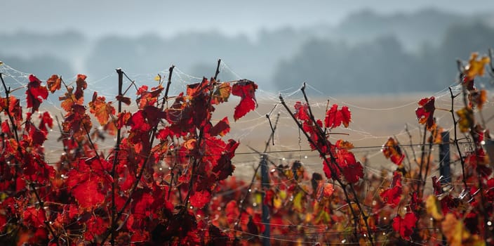 Autumn landscape around Bordeaux vineyards, Bordeaux Vineyard at sunrise in autumn, Entre deux mers, Langoiran, Gironde. High quality photo