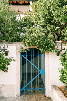 Blooming and fruiting green tree hangs over a blue wrought-iron gate through the fence of a house. High quality photo