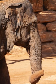 Big elephant. Close-up. High quality photo