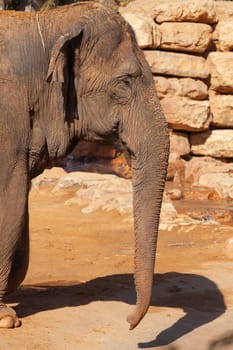 Big elephant. Close-up. High quality photo