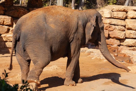 Big elephant. Close-up. High quality photo