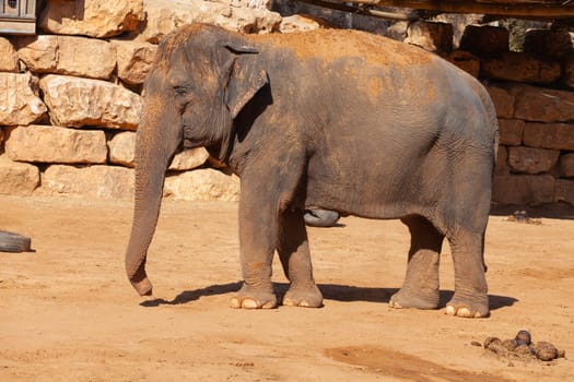 Big elephant. Close-up. High quality photo