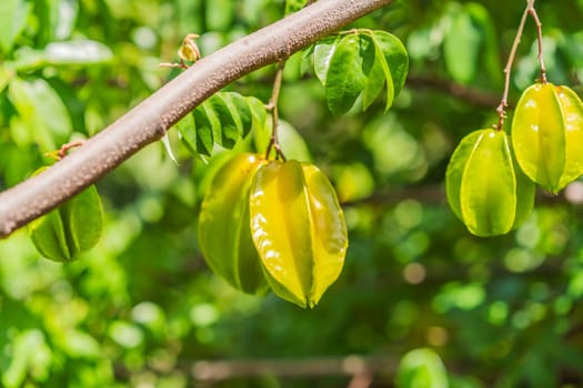 Carambola, also known as star fruit. Star fruits growing on a tree. Tropical nature, agriculture, and organic produce concept.
