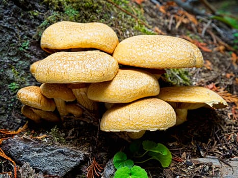 A close up of a cluster of Gymnopilus mushrooms next to a tree stump in north Idaho.