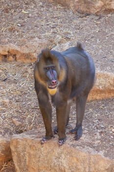 A huge alpha male baboon monkey rests by the river bank. High quality photo
