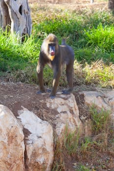 A huge alpha male baboon monkey rests by the river bank. High quality photo