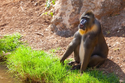 A huge alpha male baboon monkey rests by the river bank. High quality photo
