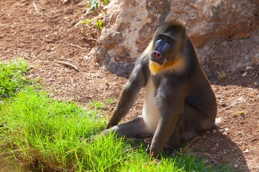 A huge alpha male baboon monkey rests by the river bank. High quality photo